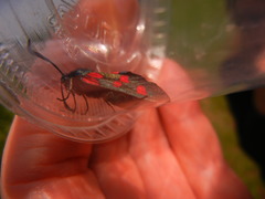 Zygaena lonicerae