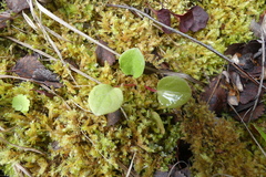 Pyrola asarifolia