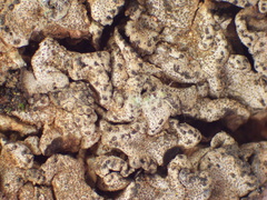 Dermatocarpon taminium