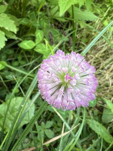 Red Clover