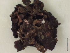 Dermatocarpon taminium