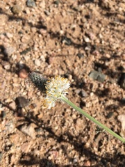 Dalea albiflora
