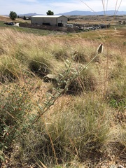 Dalea albiflora
