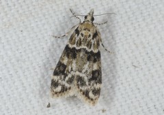 Eudonia delunella