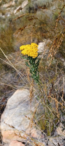 Fives Coulterbush (Hymenolepis incisa)