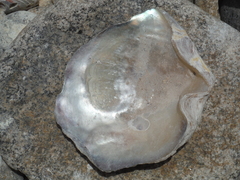 Pinctada mazatlanica