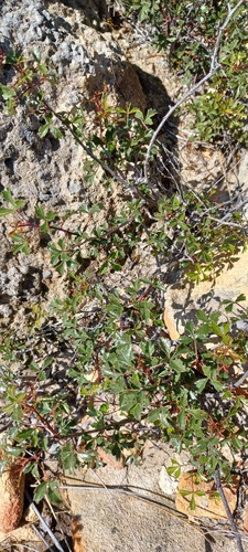 Image of Searsia dissecta by (c) Danie Palm, some rights reserved (CC BY)