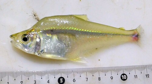 Glas-kopstaander (Roeboides descalvadensis) — Characidae — 3