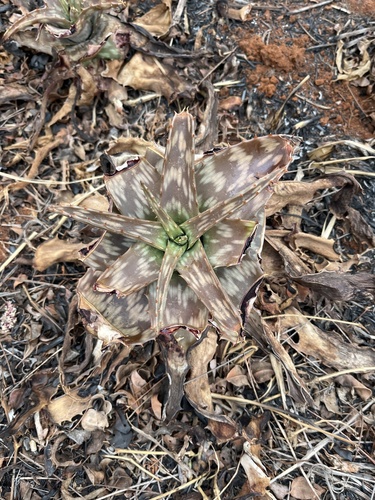 Image of Aloe greatheadii by no rights reserved