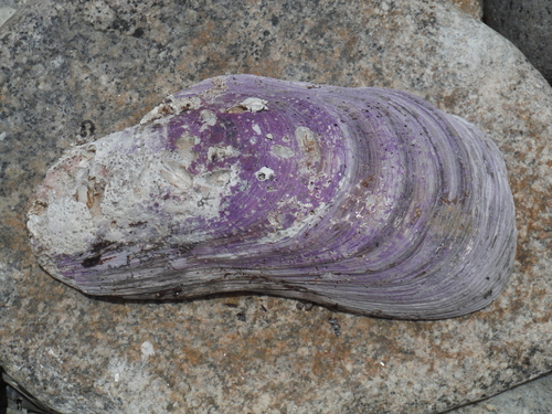 Fat Horse Mussel