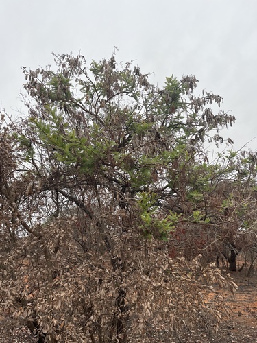 Image of Vachellia rehmanniana by no rights reserved
