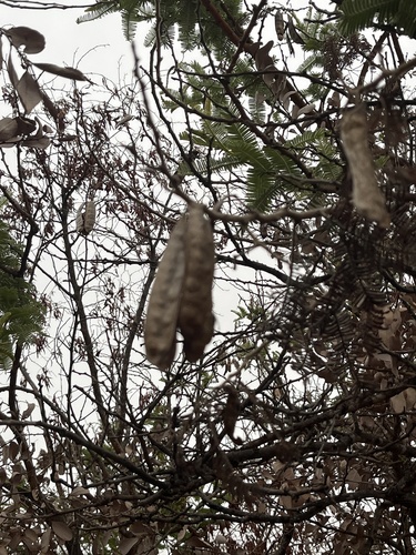 Image of Vachellia rehmanniana by no rights reserved
