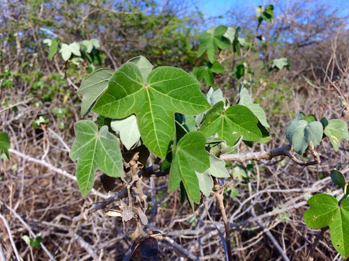 Gossypium tomentosum observed 2016-07-22