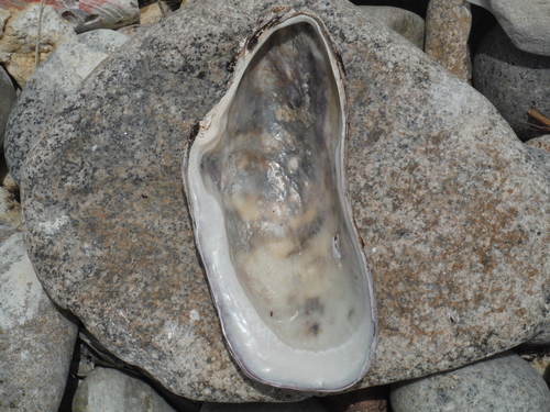 Fat Horse Mussel