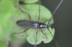 Stenosphenus sobrius