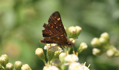 Butleria bissexguttatus