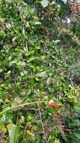 Image of Sageretia minutiflora by (c) Athena Philips, some rights reserved (CC BY)