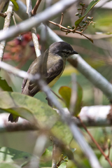 Phyllomyias griseiceps
