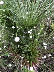 Paepalanthus chiquitensis