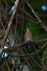 Ramphocaenus melanurus