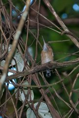 Ramphocaenus melanurus