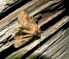 Atypha pulmonaris