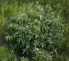 Sanguisorba tenuifolia