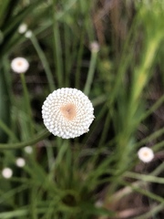 Paepalanthus chiquitensis