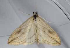 Evergestis forficalis