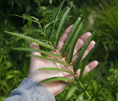 Sanguisorba tenuifolia