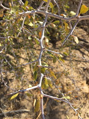 Pseudoziziphus parryi