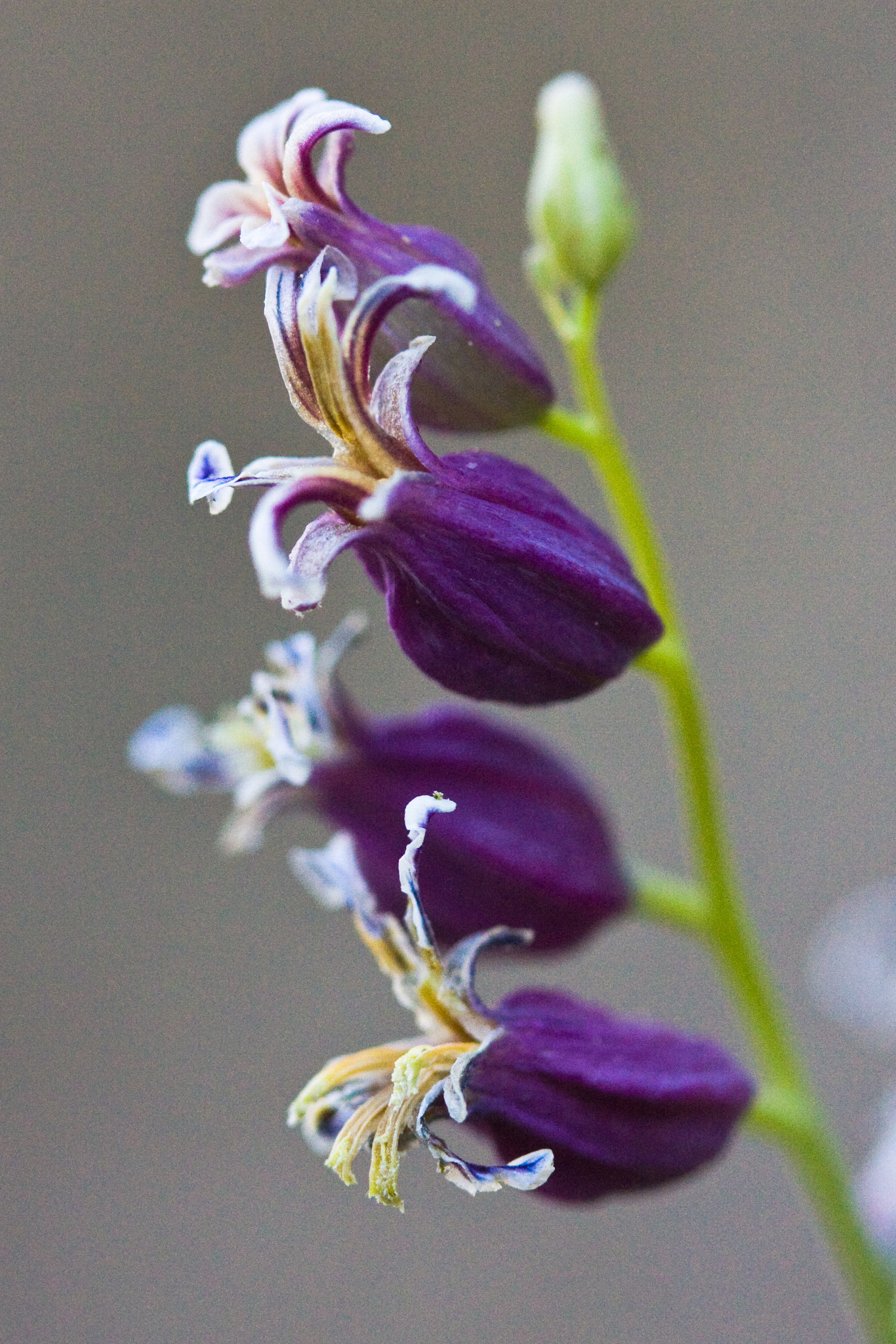 Streptanthus