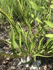 Echinacea paradoxa paradoxa