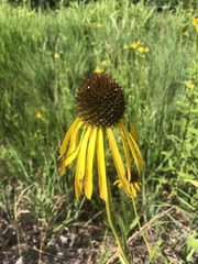 Echinacea paradoxa paradoxa