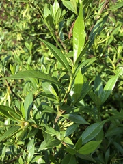 Gardenia jasminoides
