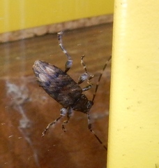 Astyleiopus variegatus