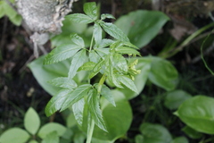 Oenantheae