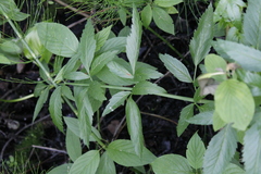 Oenantheae