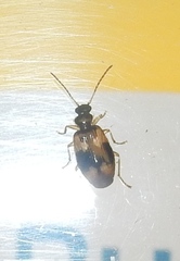 Lebia