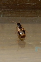 Lebia
