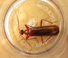 Dendroides ephemeroides