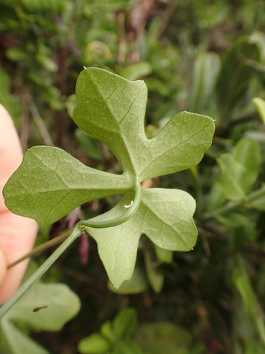 Image of Kedrostis nana by (c) agujaceratops, some rights reserved (CC BY)