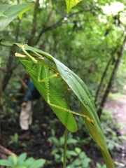 Copiphora brevirostris