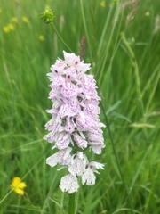 Dactylorhiza maculata