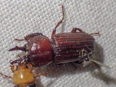 Syndesus cornutus