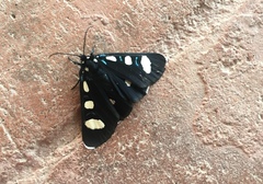 Alypiodes bimaculata