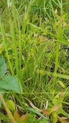 Media resource of Carex echinata