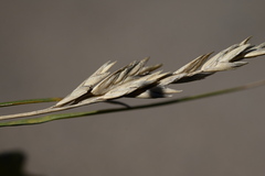 Desert Saltgrass (Distichlis stricta)