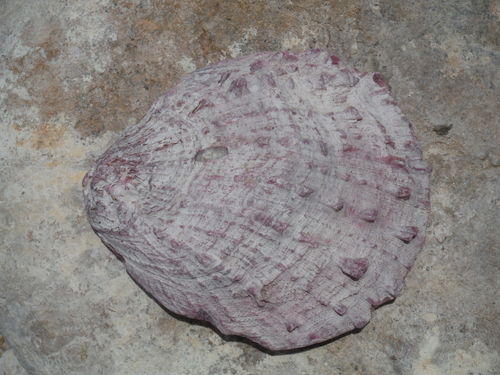 Donkey Thorny Oyster