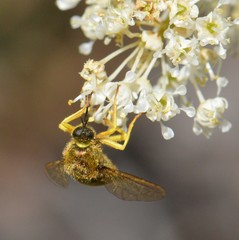 Eulonchus sapphirinus